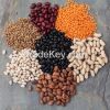 Sell Adzuki Beans, Kidney beans , Black Beans, Anasazi Beans , Turtle Beans Black-Eyed Peas, Garbanzo Beans , Lima Beans, Great Northern Beans Green or Yellow Peas, Split or Whole Kidney Beans