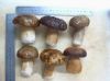 sell Boletus Edulis