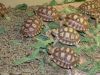 Tortoises and Turtles