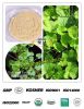 100% natural Gotu Kola (Centella Asiatica) Extract  Asiaticoside Madecassoside