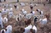 Boer Goats