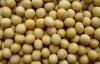 Soybean