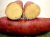 Fresh Sweet Potatoes