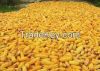 White and Yellow Corn/Maize GRADE 1