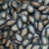 Black Melon Seeds