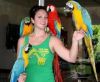 Adorable hyancinth macaw parrots for sale at moderate prices