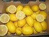 FRESH EUREKA LEMON