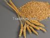 Wheat for human and animal feed production for export