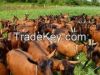 boer goat and sheep