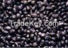 2015 Hot sale jatropha curcas seeds for sowing