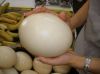 Ostrich eggs, Parrot Eggs, Bird Eggs, Hatching eggs