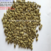 ROBUSTA COFFEE BEAN WET POLISHED SCREEN 16 CLEANED