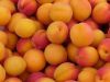 Sweet apricot