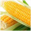 Yellow Corn