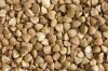 Buckwheat grain