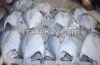 Silver Pomfret Fish