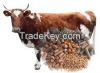 Cattle Feed