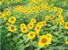 Sell Sunflower Oil