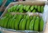 FRESH GREEN BANANA