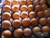 Fresh Chicken Brown & White Table Eggs