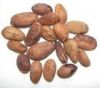 High Grade Cocoa Bean