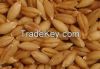 ANIMAL FEED BARLEY