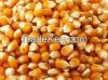 popcorn seed