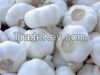 Fresh natural pure white garlic