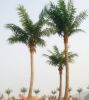 Whole sales artificial fake big king coconut tree made in China, decorative artificial fake big king coconut tree made in China