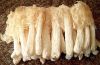 bamboo fungus