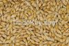 Oats Grain