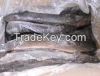 Frozen Catfish Exporters