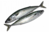 frozen china pacific mackerel