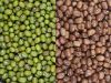 Mung Beans