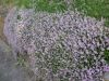 thime Thymus dry herbs