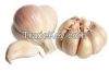 GARLIC , WHITE CARLIC, RED GARLIC, GARLIC POWER, GARLIC OIL, GARLIC SEEDS