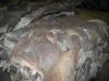 wet/dry salted donkey hides, horse hides, sheep skins, cow head hides