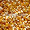 ORGANIC YELLOW CORN SEEDS