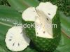 GRAVIOLA FRUITS/GRAVIOLA SEEDS/GRAVIOLA LEAVES/SOURSOP