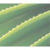 ORGANIC ALOE VERA PLANTS