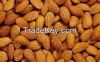 Almond Nuts