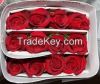 Cut Flower Roses