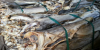 Dry Stock Fish Cod