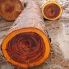 African Hardwood Logs