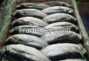 Horse Mackerel Frozen Fish