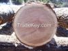 fresh white oak for sell