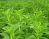 stevia