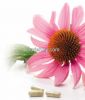 Echinacea extract