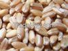 Durum hard wheat