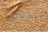 Wheat product